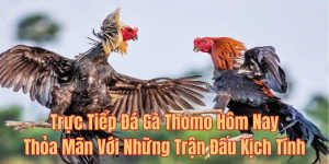 Trực Tiếp Đá Gà Thomo Hôm Nay -Trận Đấu Mượt Mà Nảy Lửa