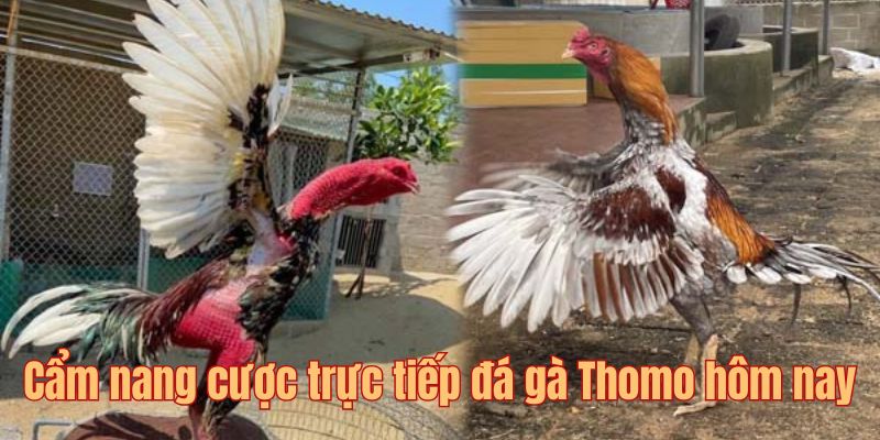 Cẩm nang đặt cược trực tiếp đá gà Thomo hôm nay