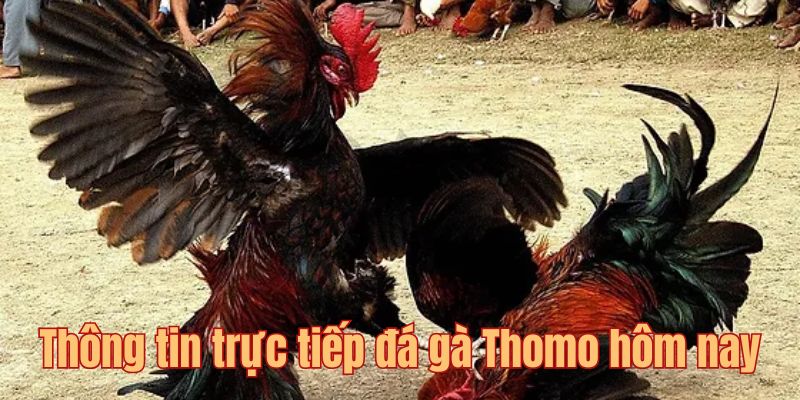 Trực tiếp đá gà Thomo hôm nay - Trận đấu nảy lửa mỗi ngày