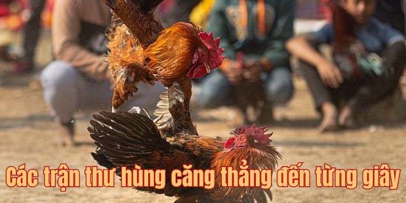 Vì sao trực tiếp đá gà Thomo hôm nay luôn thu hút khán giả?