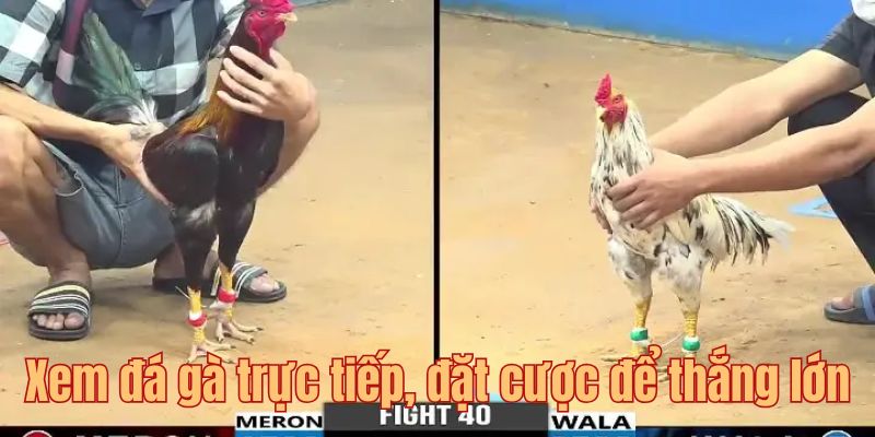 Xem đá gà trực tiếp và đặt cược để thắng lớn