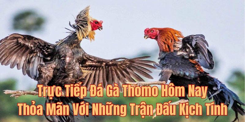 Trực Tiếp Đá Gà Thomo Hôm Nay -Trận Đấu Mượt Mà Nảy Lửa