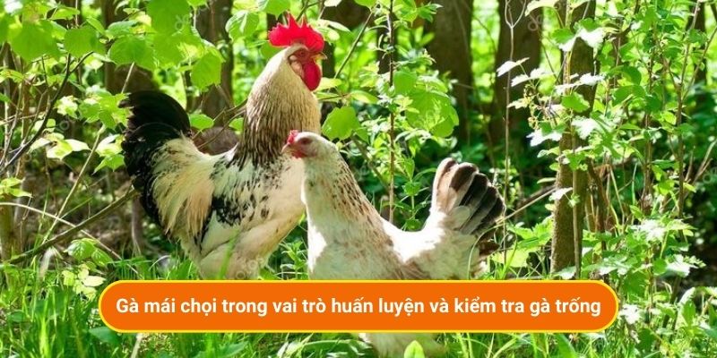 Gà mái chọi trong vai trò huấn luyện và kiểm tra gà trống