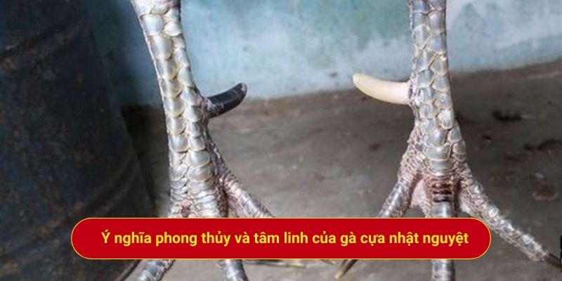 Ý nghĩa phong thủy và tâm linh của gà cựa nhật nguyệt