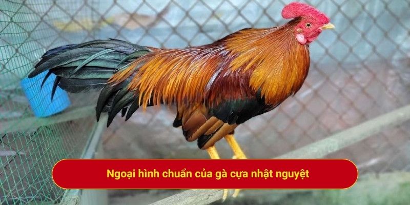 Ngoại hình chuẩn của gà cựa nhật nguyệt