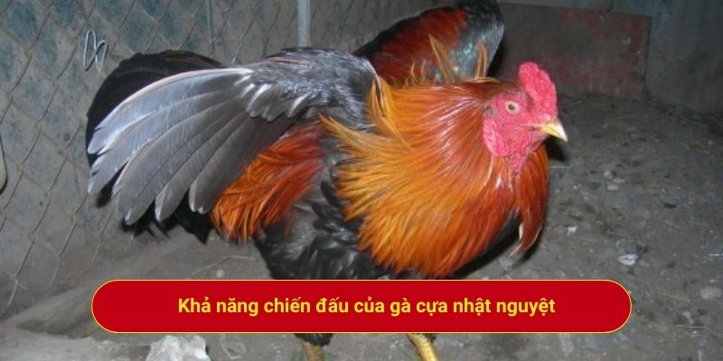 Khả năng chiến đấu của gà cựa nhật nguyệt