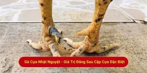 Gà Cựa Nhật Nguyệt - Giá Trị Đằng Sau Cặp Cựa Đặc Biệt