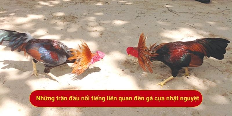 Những trận đấu nổi tiếng liên quan đến gà cựa nhật nguyệt